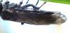 Dolerus sp.